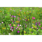 Mélange de fleurs pour papillons - BHS - 230 g - 39 variétés vivaces et annuelles