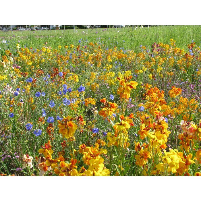 Mélange de fleurs vivaces pour oiseaux - BHS - 230 g - 18 variétés vivaces