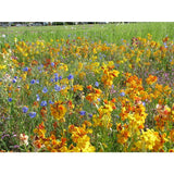 Mélange de fleurs vivaces pour oiseaux - BHS - 230 g - 18 variétés vivaces