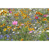Mélange de fleurs pour abeilles - BHS - 230 g - 26 variétés de fleurs annuelles
