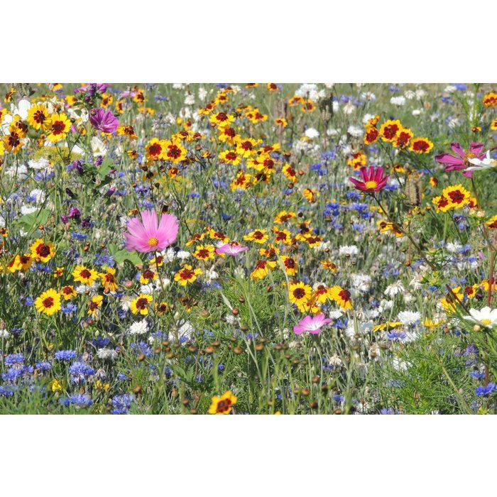 Mélange de fleurs pour abeilles - BHS - 230 g - 26 variétés de fleurs annuelles
