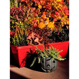 Lot 2 jardinieres - RIVIERA EVA - Plastique - Dimensions unitaire : 57 x 19.5 x 19.5 cm - Rouge