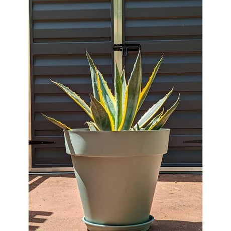 Pot de fleurs rond - RIVIERA - SOLEILLA - Plastique - D49 x H45 cm - Vert argile