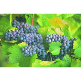 Champagne Roederer Collection avec étui