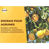 SOLABIOL Engrais agrumes - 1,5kg - Favorise la fructification - Nutrition longue durée - Jusqu'a 60% de fruits en plus - UAB