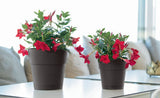STEFANPLAST Pot de fleur ETHICA - 2 L -40 x h39 cm - Avec réserve d'eau - Blanc