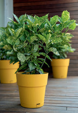 STEFANPLAST Pot de fleur ETHICA - 2 L - 40 x h39 cm - Avec réserve d'eau - Moutarde