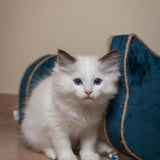 Griffoir Horizontal - TYROL - 44 x 22 x 21 cm