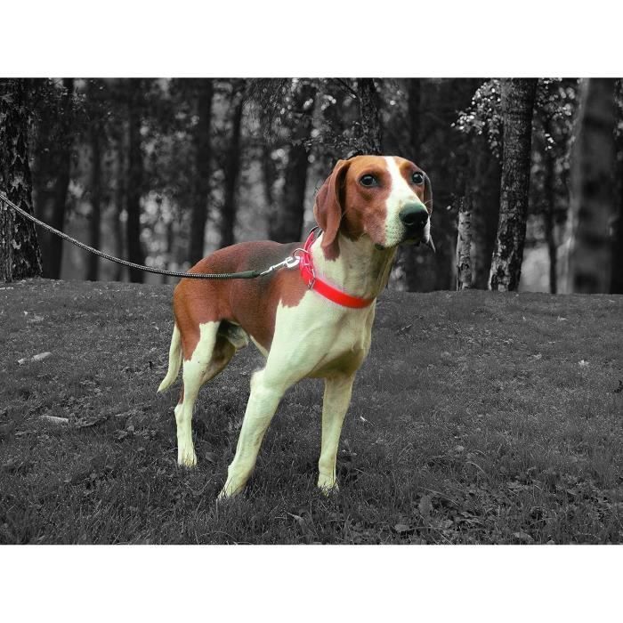 Collier pour chien - AIME - Fluo Hunt - Taille M 52-57 cm - PVC Orange fluo