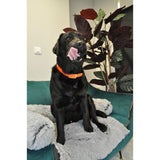 Collier pour chien - AIME - Fluo Hunt - Taille L 63-67 cm - PVC Orange fluo